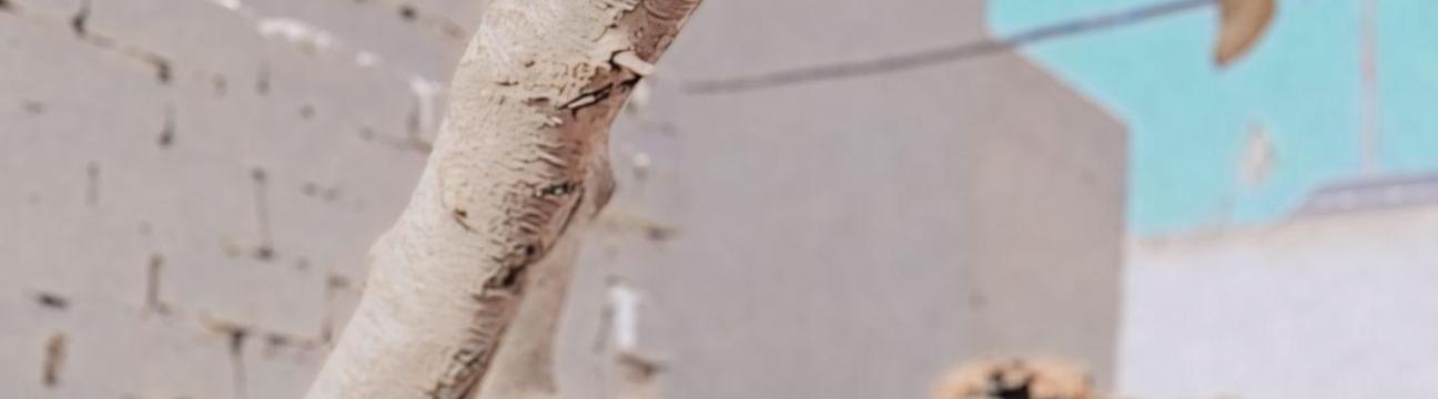 Naatansoni Nattansoni